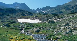 Alpine meadow in the Carpathians
