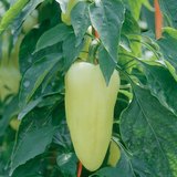 Paprika plant