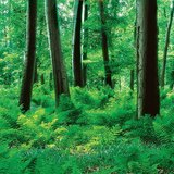 Δάσος και φτέρες