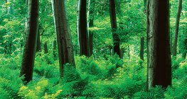 Δάσος και φτέρες