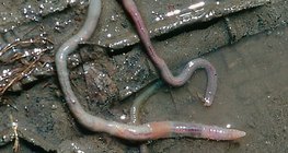 Death of earthworms after rain