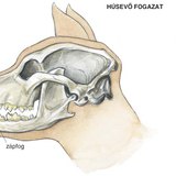 A kutya húsevő fogazata