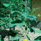 Cucumber plant