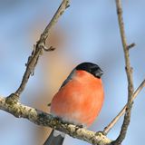 Eurasian bullfinch