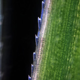 Λεπίδα χλόης