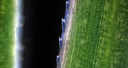 Λεπίδα χλόης