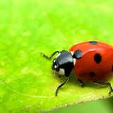 Πασχαλίτσα