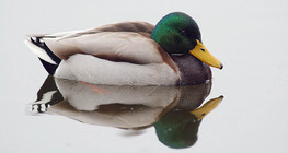 Πρασινοκέφαλη πάπια