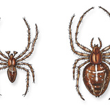 European garden spider (male and female)