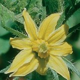 Tomato flower
