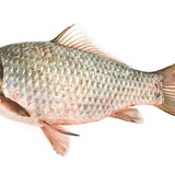 Prussian carp