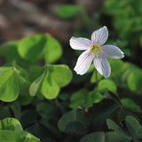 Common wood sorrel