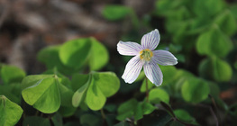 Common wood sorrel