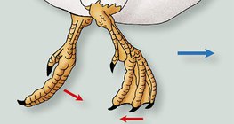 Movement of the duck's feet in the water