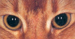 Cat's eye in the dark