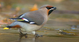 Bohemian waxwing on ice