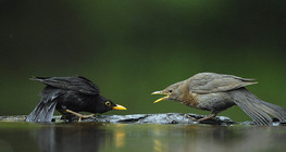 Common blackbirds (male and female)