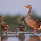 Greylag goose with goslings