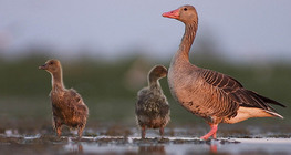 Greylag goose with goslings