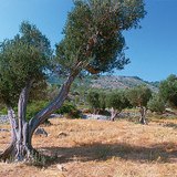 Olive grove