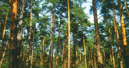 Δάσος κωνοφόρων