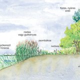 Tópart élővilága