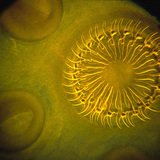 Ταινία σκώλεξ (κεφάλι) με γάντζους και κορόιδα