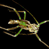 Πεσμένος εξωσκελετός χιτίνης μιας αφίδας