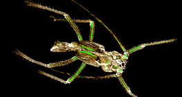 Πεσμένος εξωσκελετός χιτίνης μιας αφίδας