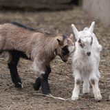 Young goats (kids)