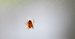 Αραχνοΰφαντο