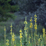 Black mullein
