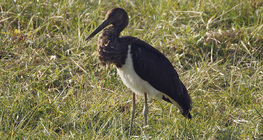 Black stork