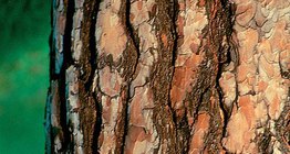 Φλοιός ελάτης