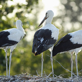 Young white storks