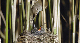 Eurasian reed warbler feeding Common cuckoo chick