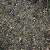 European nightjar on the ground