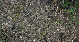 European nightjar on the ground