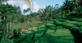 Rice terrace