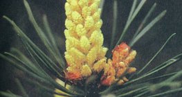 Αρσενικό άνθος ελάτης