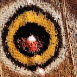 φτερό πεταλούδας