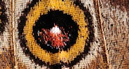 φτερό πεταλούδας