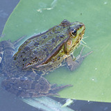 Εδώδιμος βάτραχος