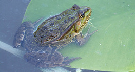 Εδώδιμος βάτραχος