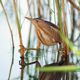Little bittern