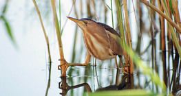 Little bittern