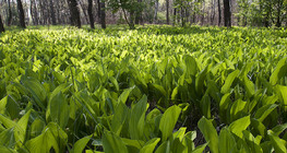 Κομβαλλάρια