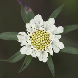 Cream scabious