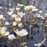 Thread-leaved water-crowfoot