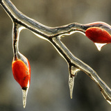 Iced rose hips